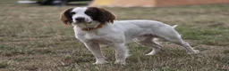 English Springer Spaniel dogs for sale: English Springer Spaniel Puppies in Basingstoke - Advert 2