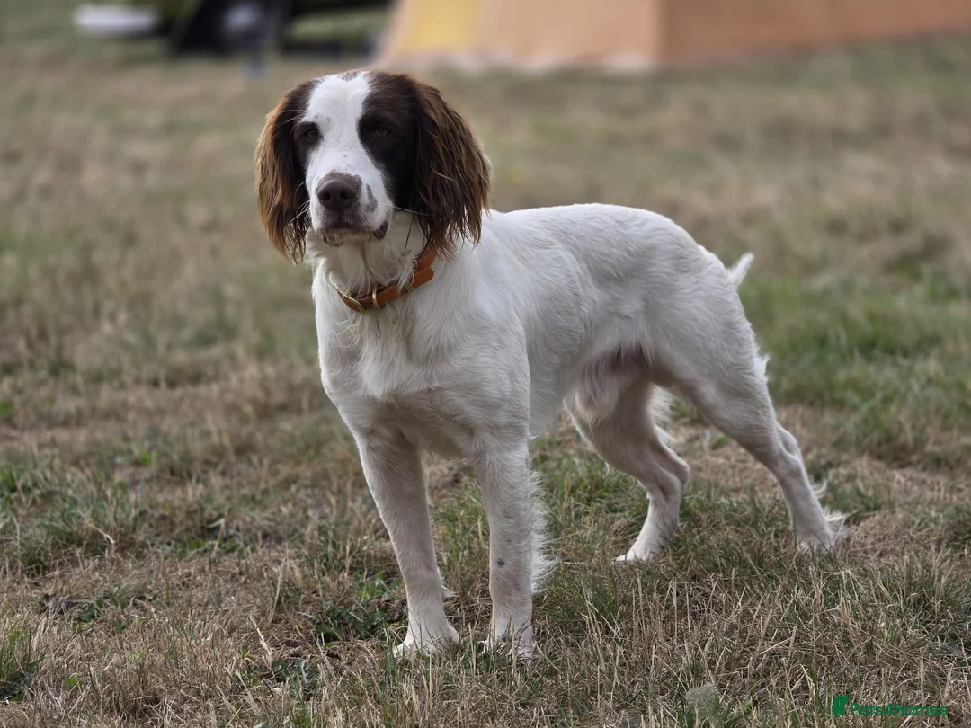 English Springer Spaniel dogs for sale: English Springer Spaniel Puppies in Basingstoke - Advert 2