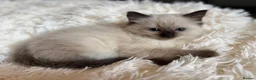 Ragdoll cats for sale: Beautiful Ragdoll Kittens for sale (REDUCED) - Advert 18