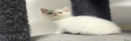 British Shorthair cats for sale: White british shorthair GIRL with blue eyes - Advert 10