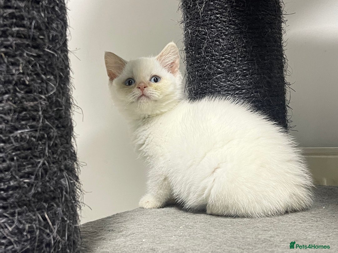 British Shorthair cats for sale: White british shorthair GIRL with blue eyes - Advert 10