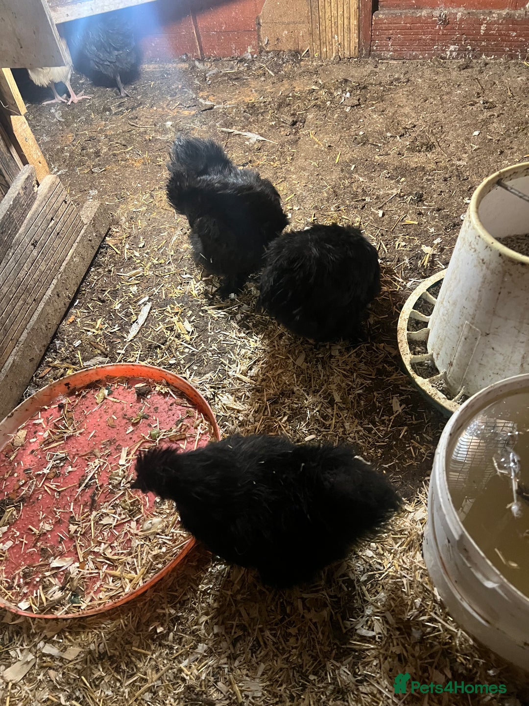 Chickens poultry for sale: Point of laying hen in Eltham read  advert thanks  - Image 3