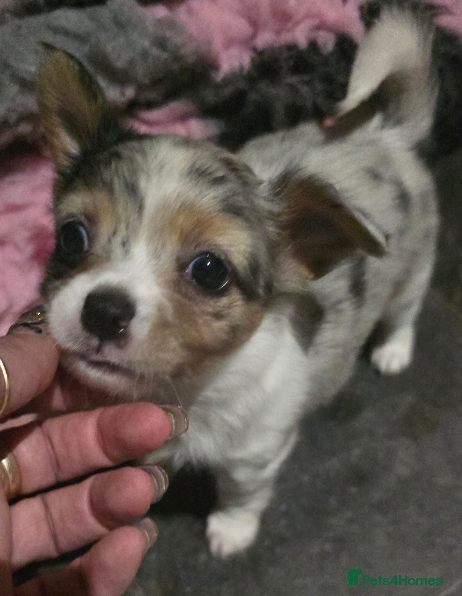 Chihuahua dogs Stunning long haired chihuahua puppies - Advert 7