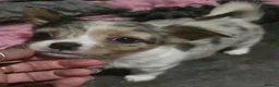 Chihuahua dogs for sale: Stunning long haired chihuahua puppies - Advert 5