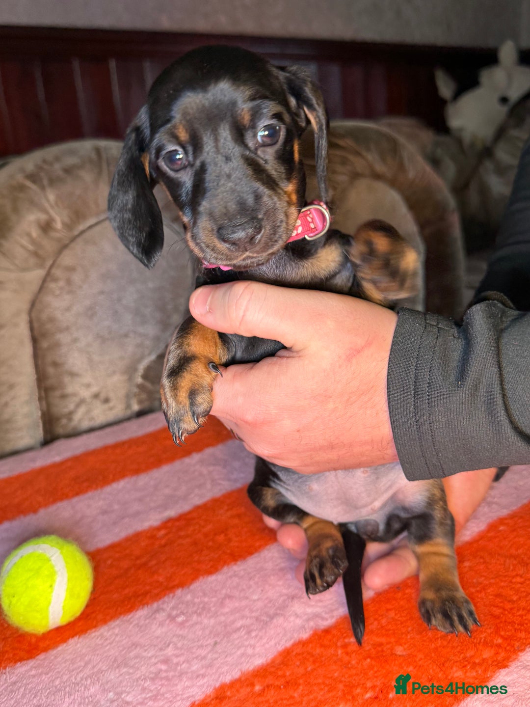 Dachshund dogs for sale: Beautiful Dachshund puppies, ready end of January  - Advert 11