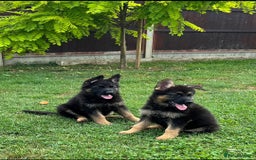 German Shepherd dogs for sale: Outstanding KC german shepherd puppies - Image 14