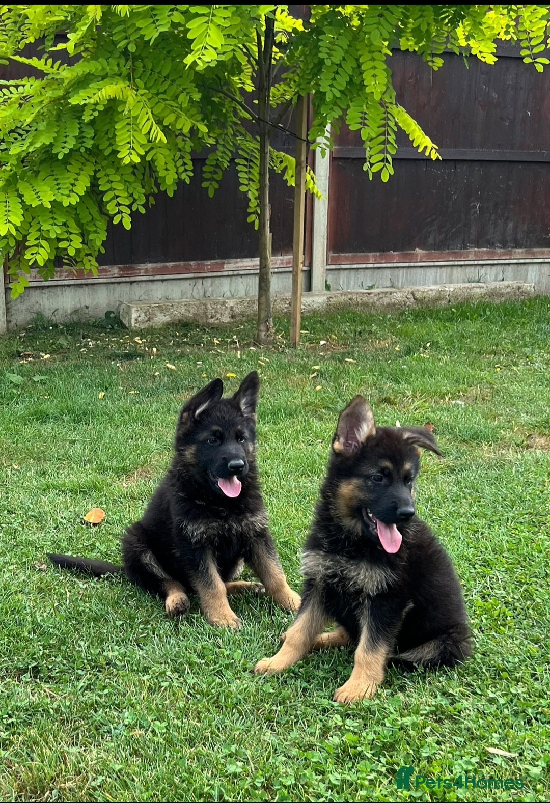 German Shepherd dogs for sale: Outstanding KC german shepherd puppies - Image 14
