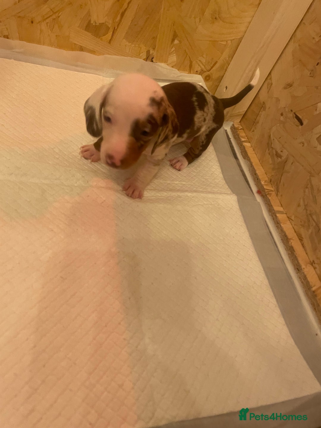 Dachshund dogs for sale: Dachshund puppies - Advert 12