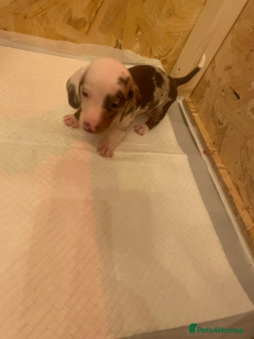 Dachshund dogs for sale: Dachshund puppies - Advert 12