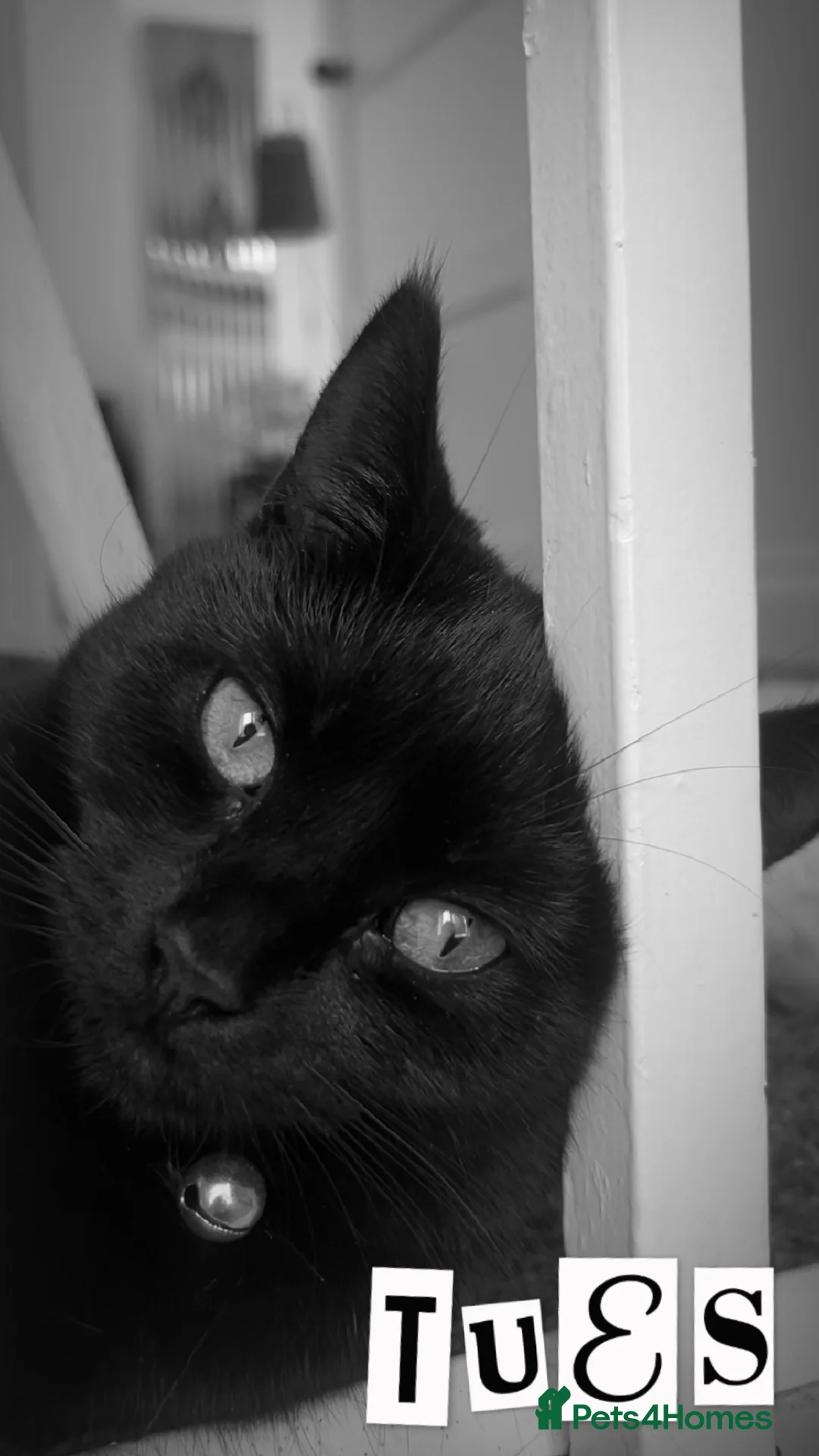 Mixed Breed cats for sale: black kittens  - Advert 13