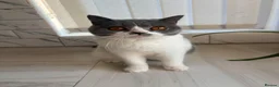 British Shorthair cats for sale: Blue and white British shorthair  - Advert 5