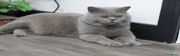 British Shorthair cats for sale: British Shorthairs seeking forever homes - Advert 5