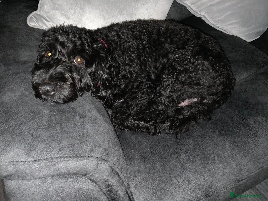 Cockapoo dogs for sale: Cockapoo puppys  - Image 10