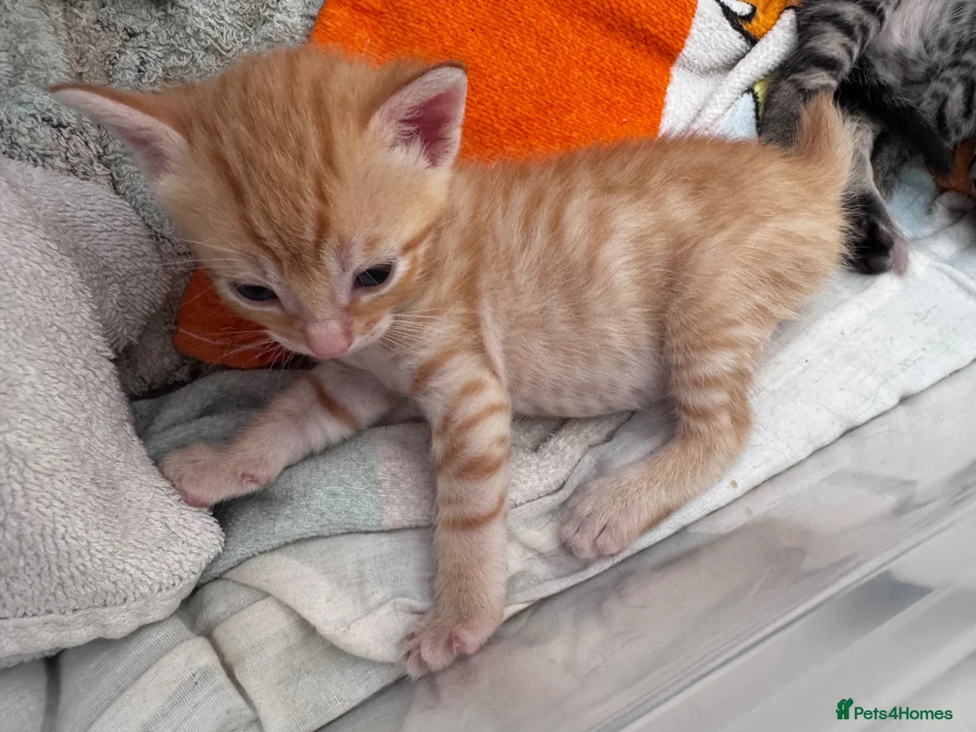 Domestic Shorthair cats for sale: 1 Ginger and 3 Tabby kittens  in Aylesbury - Advert 2