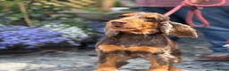 Cocker Spaniel dogs for sale: Rebel - KC Registered Chocolate & Tan Cocker  - Advert 3