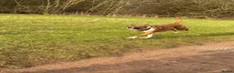 Boxer dogs for stud: Boxer dog for stud  - Advert 4