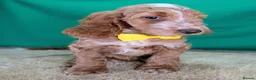 Cockapoo dogs for sale: Gorgeous F1 Cockapoo Puppies  - Advert 10