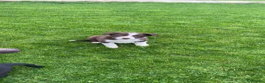 Mixed Breed 1