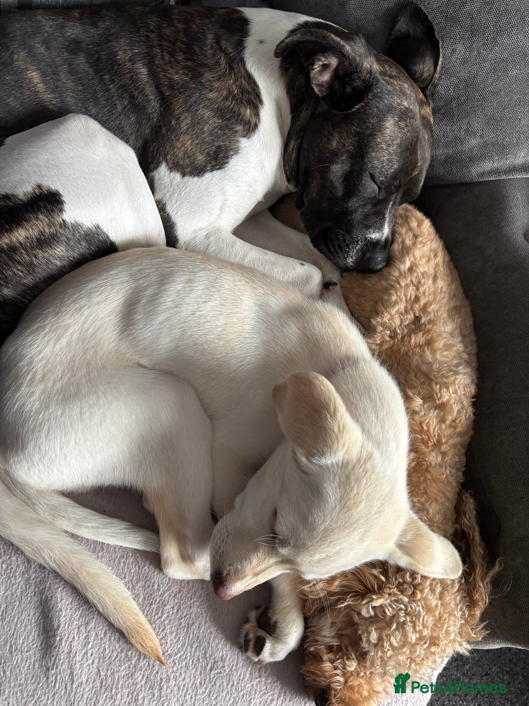 Mixed Breed dogs for sale: Labrador Husky - Image 7