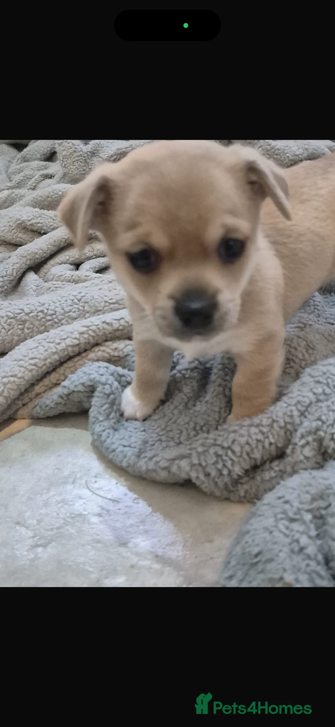 Mixed Breed dogs for sale: Chihuahua boy puppy for sale  - Advert 3