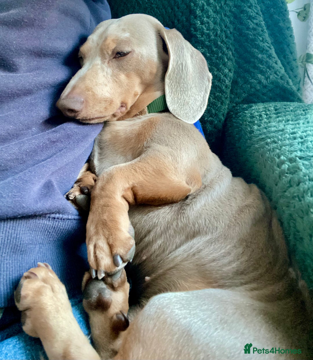 Miniature Dachshund dogs for sale: Miniature Dachsund Smooth Hair - Advert 18