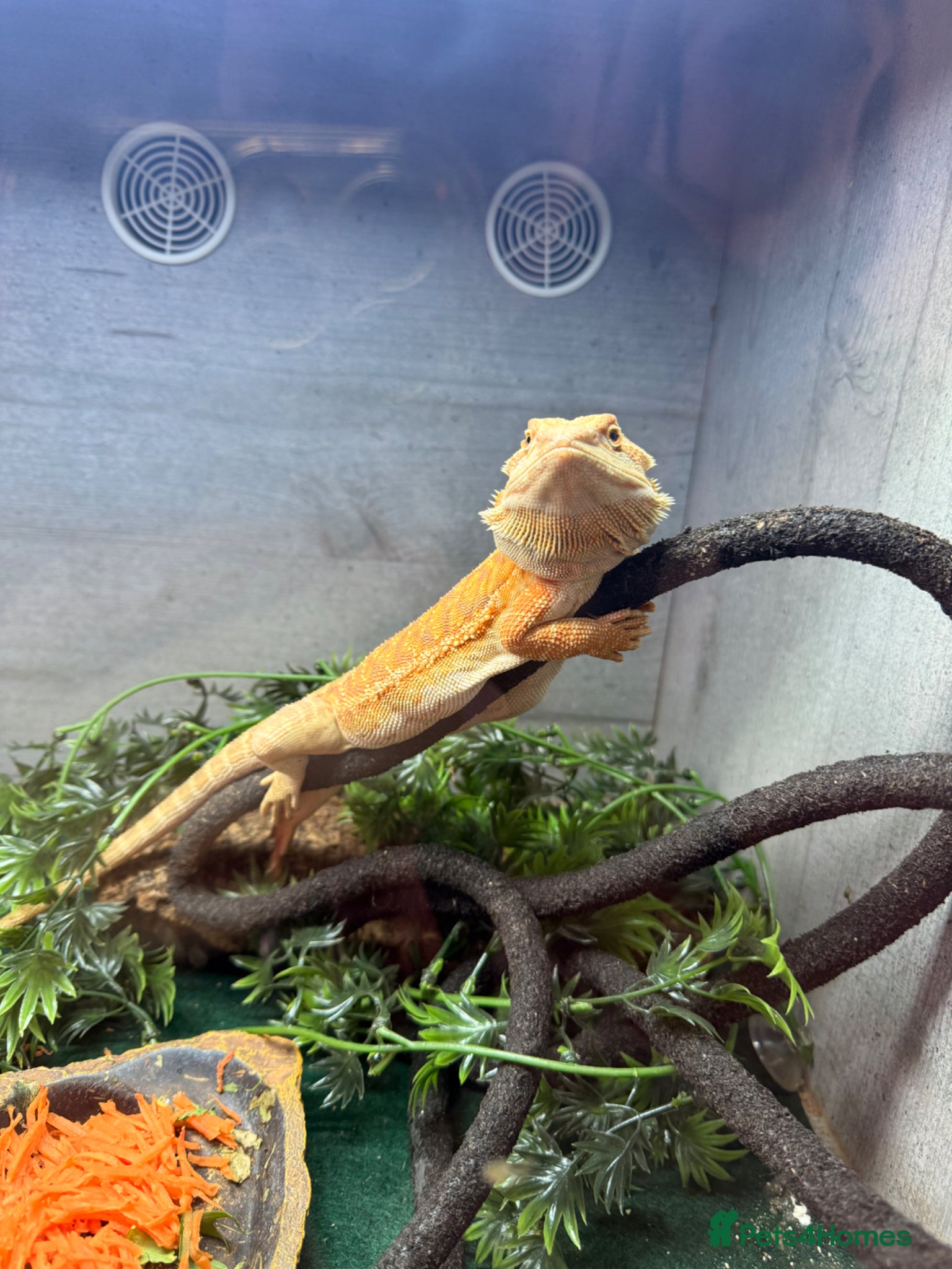 Bearded Dragon reptiles Bearded dragon  - Advert 3