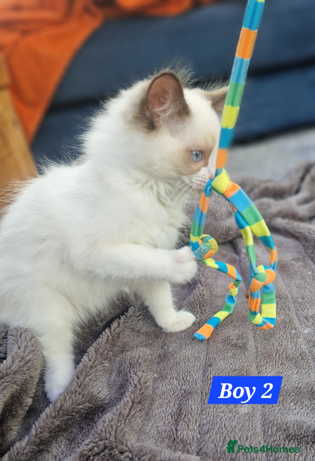 Ragdoll cats for sale: Gorgeous GCCF Ragdoll kittens READY NOW!!! - Image 4