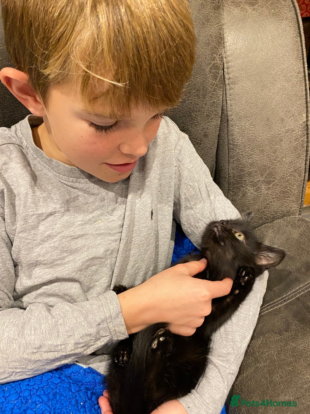 Mixed Breed cats for sale: Gorgeous fluffy black kitten full of love  - Advert 5