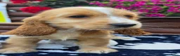 Cocker Spaniel dogs for sale: Show type Cocker spaniels  - Advert 13