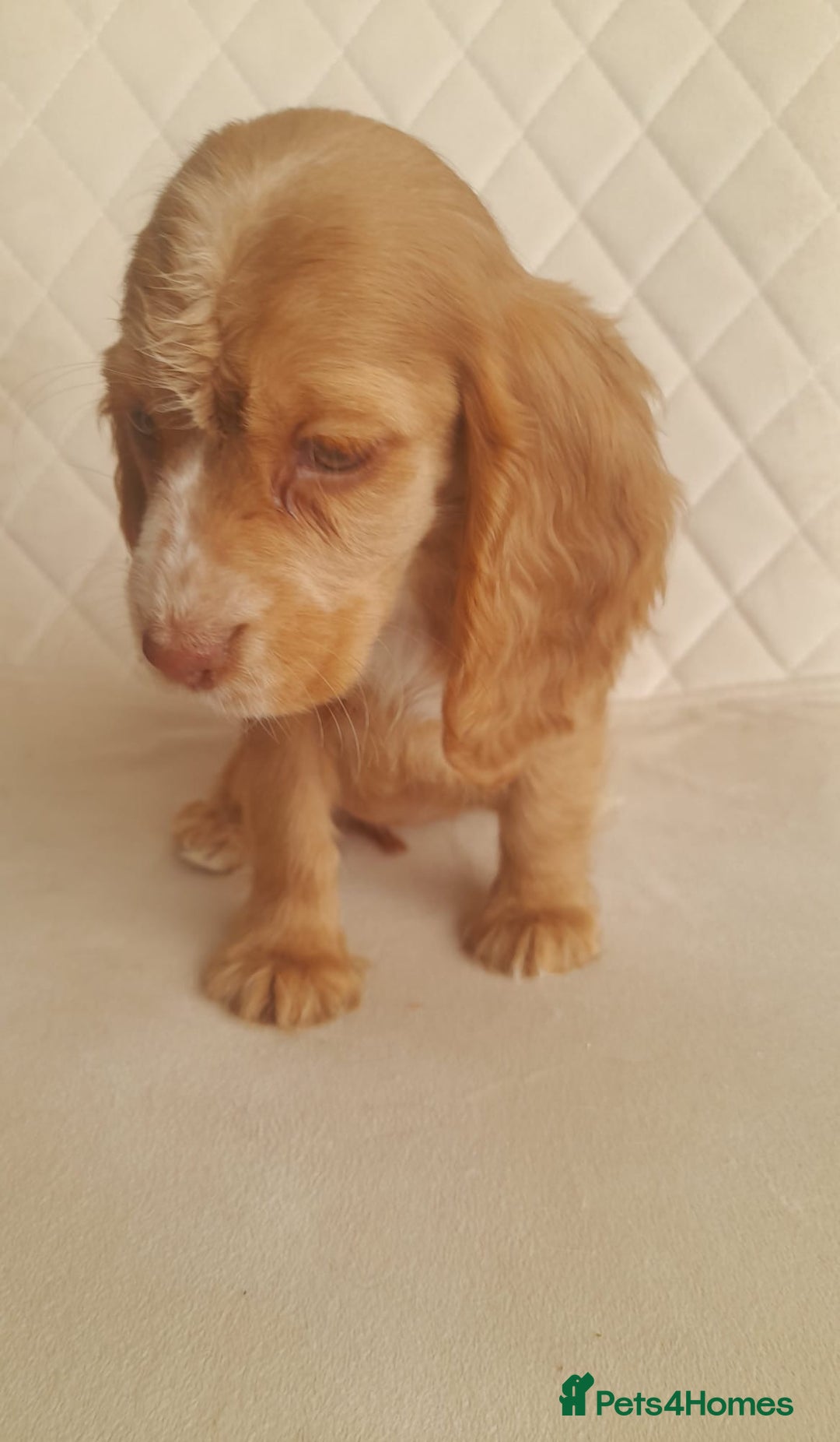 Cocker Spaniel dogs for sale: Beautiful cocker spaniel puppy’s  - Advert 13