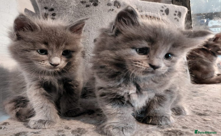 Maine Coon cats - Advert 8