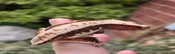 Gecko reptiles for sale: Various crested geckos  - Advert 5