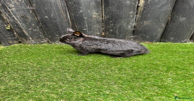 Netherland Dwarf rabbits - Advert 4