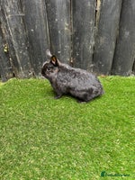 Netherland Dwarf rabbits - Advert 6