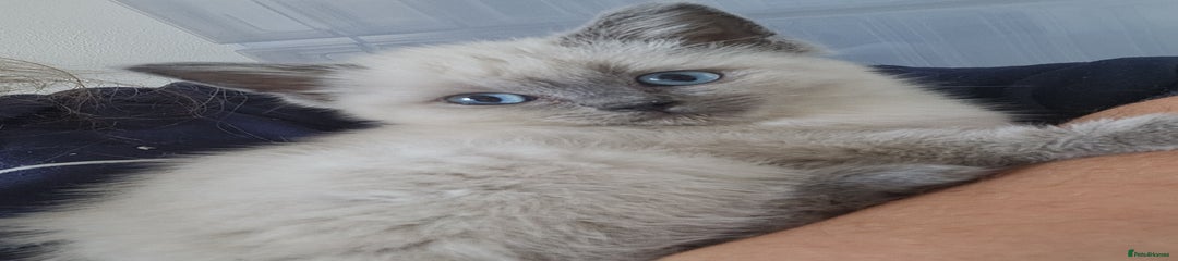Ragdoll Kitten 1
