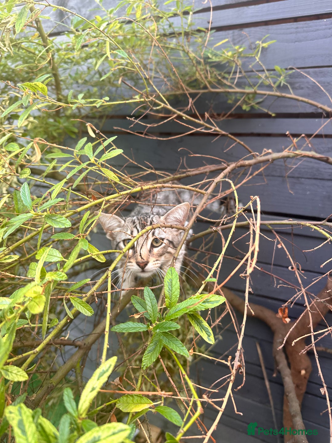 Savannah cats for sale: African bloodline, savanna kittens - Image 16