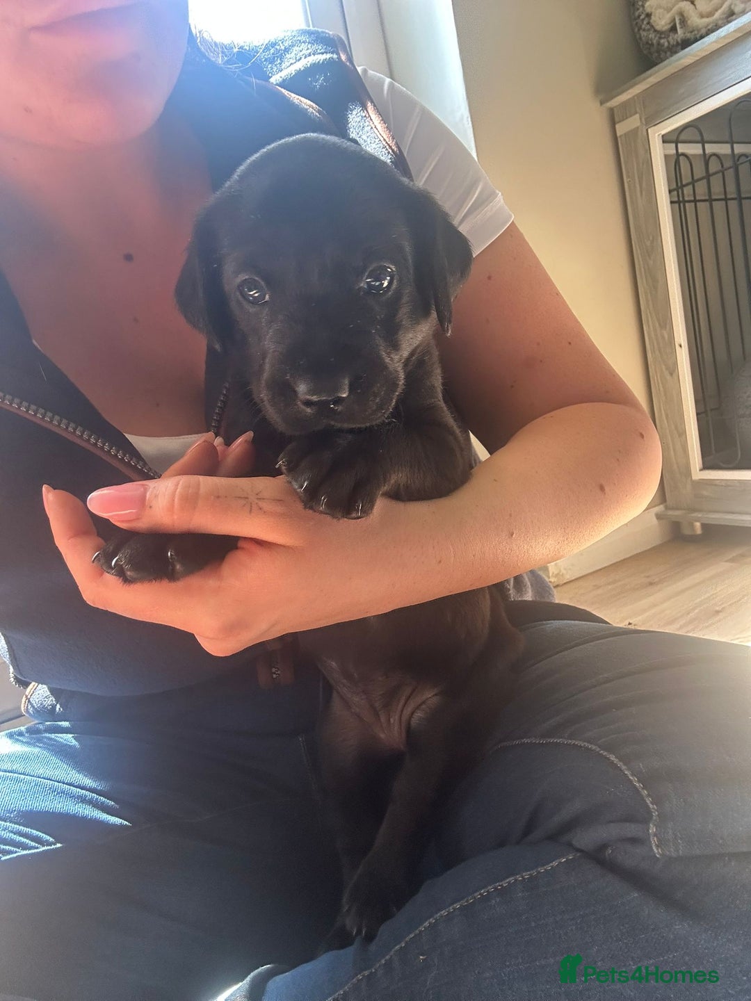 Labrador Retriever dogs for sale: Last remaining Beautiful Labradors  - Image 6