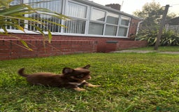 Chihuahua dogs for sale: *** Amazing quality very small Chihuahua’s *** - Image 5