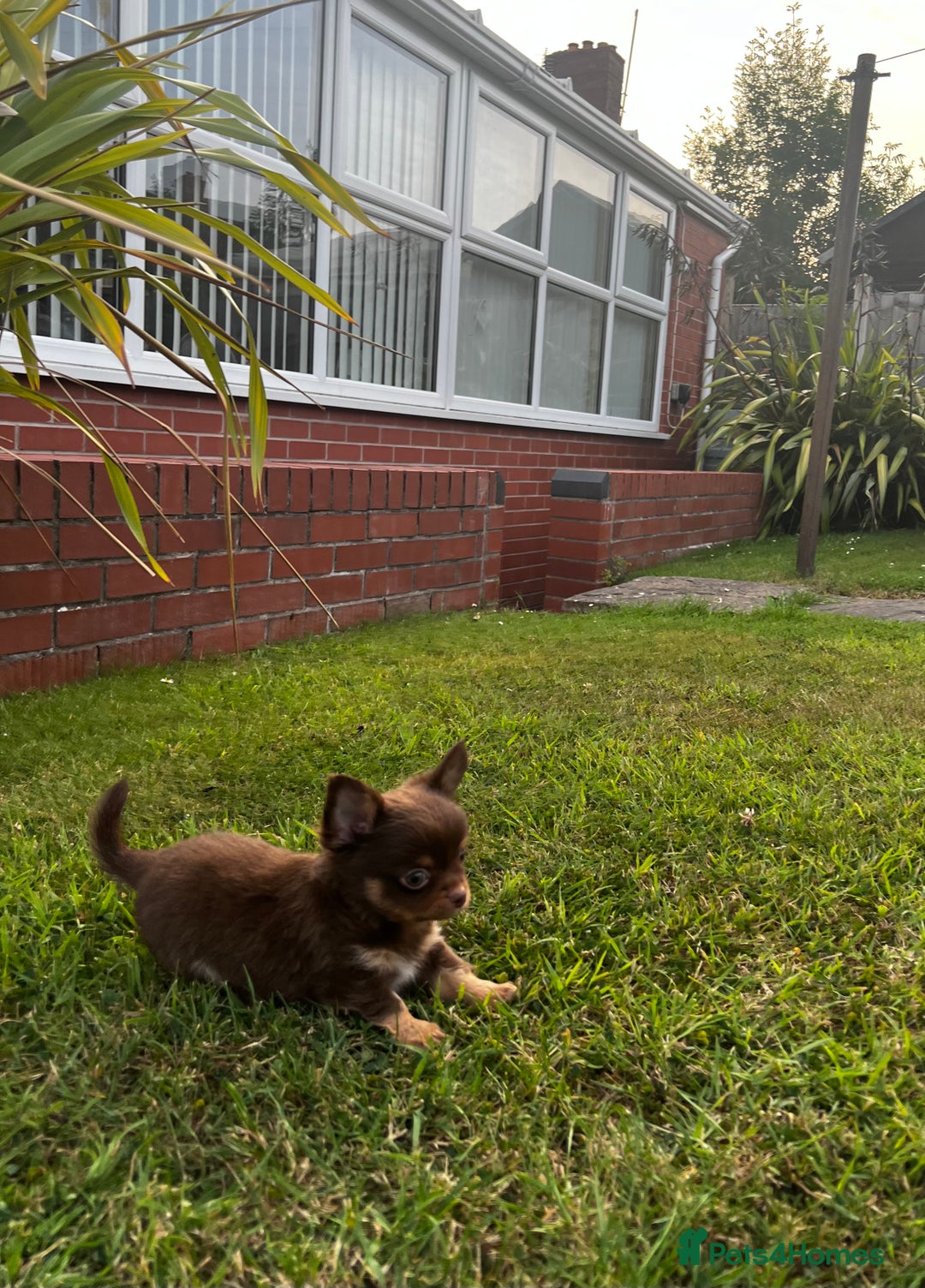 Chihuahua dogs for sale: *** Amazing quality very small Chihuahua’s *** - Image 5