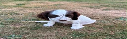 Cocker Spaniel dogs for sale: Working Cocker Spaniels - Advert 7