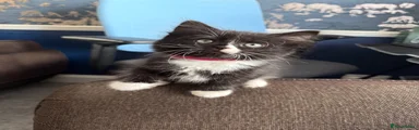 Girl kitten (pink collar)