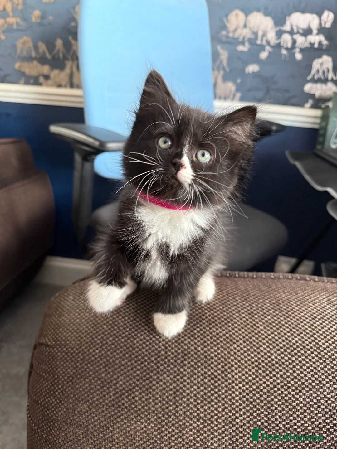 Mixed Breed cats for sale: 8 tabby/black kittens available  - Advert 2