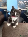 Girl kitten (pink collar)