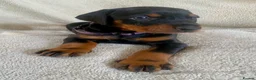 Dobermann dogs for sale: Health tested European puppies  - Advert 20