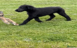 Irish Wolfhound dogs for sale: Irish wolfhound puppies - Image 11