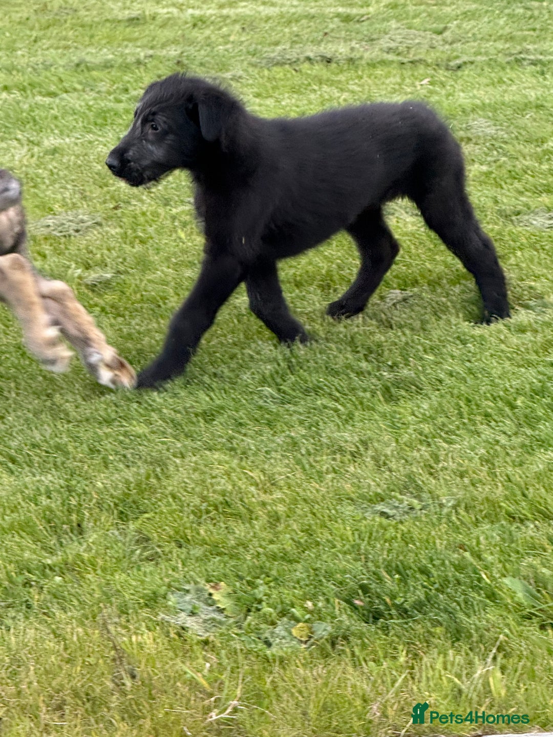 Irish Wolfhound dogs for sale: Irish wolfhound puppies - Image 11