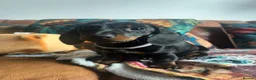 Miniature Dachshund dogs for sale: Miniature dachshund pups - Advert 5