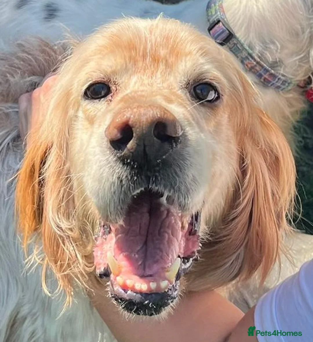 English Setter dogs for adoption: Boss  in Frinton-on-Sea - Advert 2