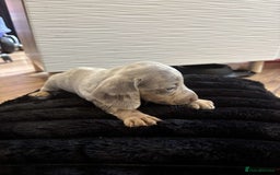 Miniature Dachshund dogs for sale: Stunning miniature dachshunds in Kidderminster - Image 14