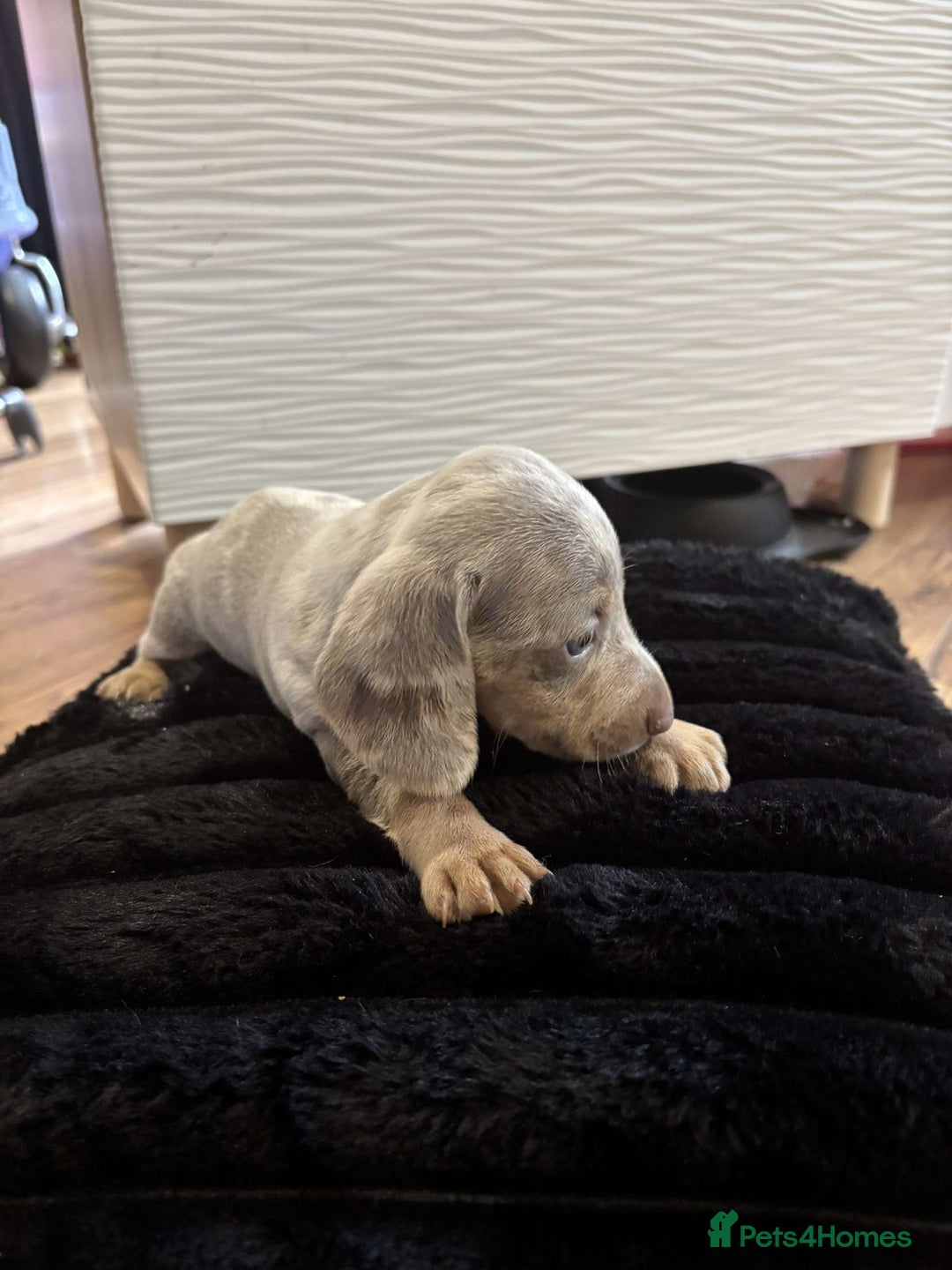 Miniature Dachshund dogs for sale: Stunning miniature dachshunds in Kidderminster - Image 14